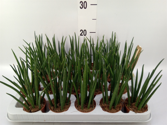 <h4>Sansevieria bacularis</h4>