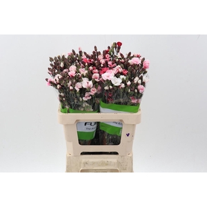 Di Solomio Red Tinted