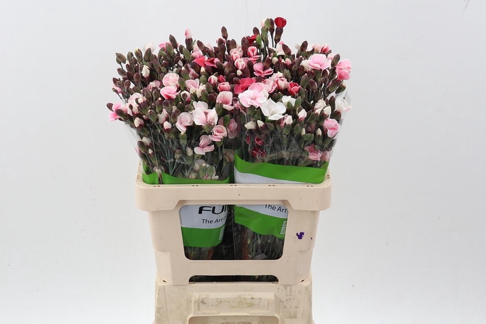 <h4>Di Solomio Red Tinted</h4>