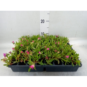 Dorotheanthus bellidiformis