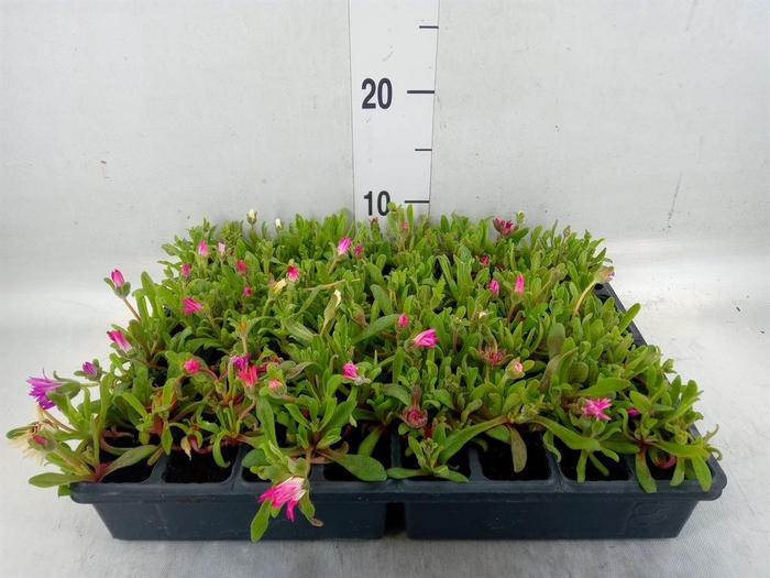 <h4>Dorotheanthus bellidiformis</h4>