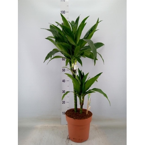 Dracaena frag. 'Janet Craig'