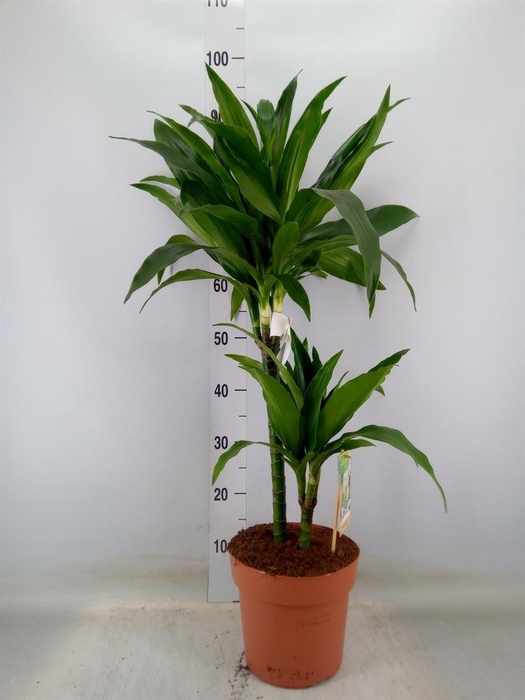 <h4>Dracaena frag. 'Janet Craig'</h4>