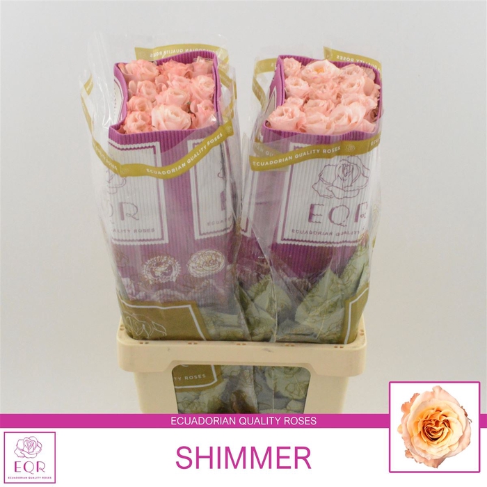 <h4>Rosa gr Shimmer</h4>