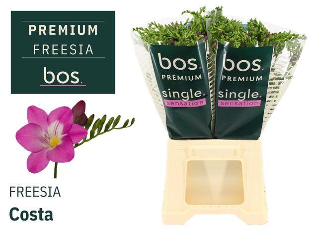 <h4>FR EN COSTA</h4>