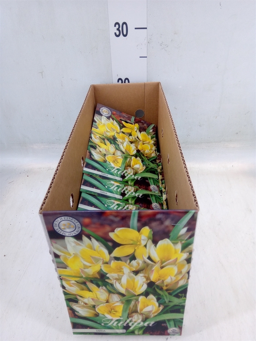 <h4>Tulipa   ...flowerbulbs</h4>