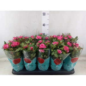Rosa  'Tunesie Twin Colour Star'