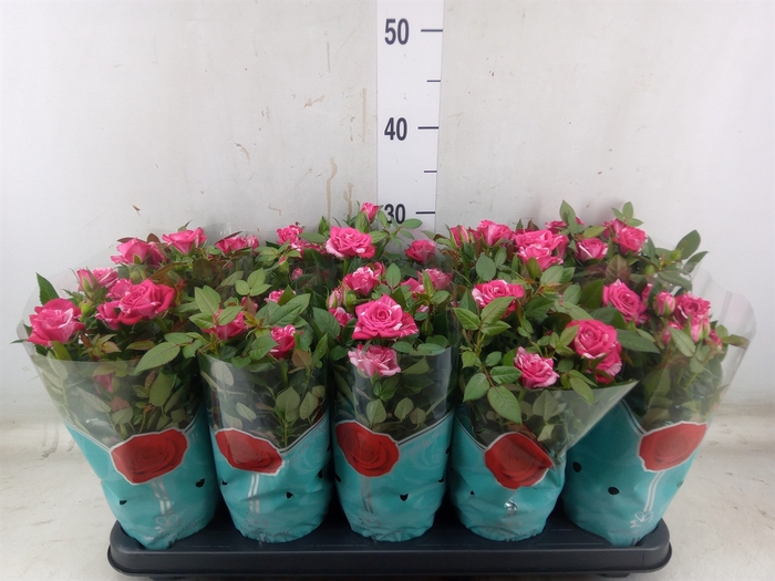<h4>Rosa  'Tunesie Twin Colour Star'</h4>