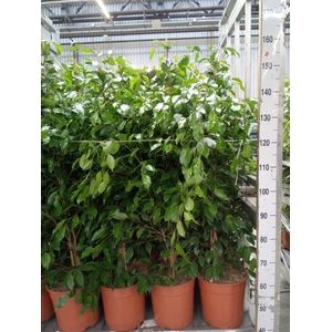 Ficus benja. 'Exotica'
