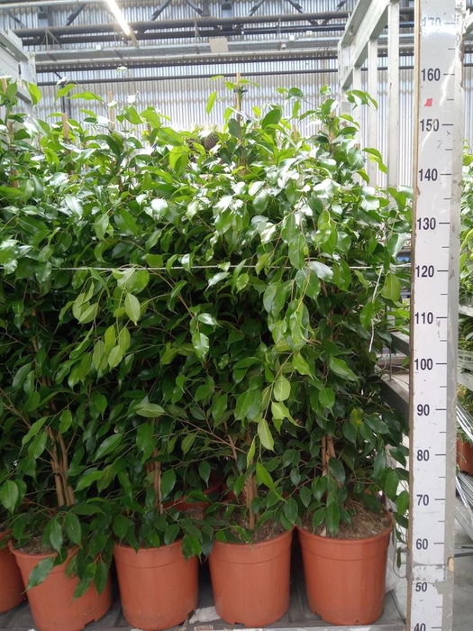 <h4>Ficus benja. 'Exotica'</h4>