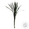 Lillygrass 80cm