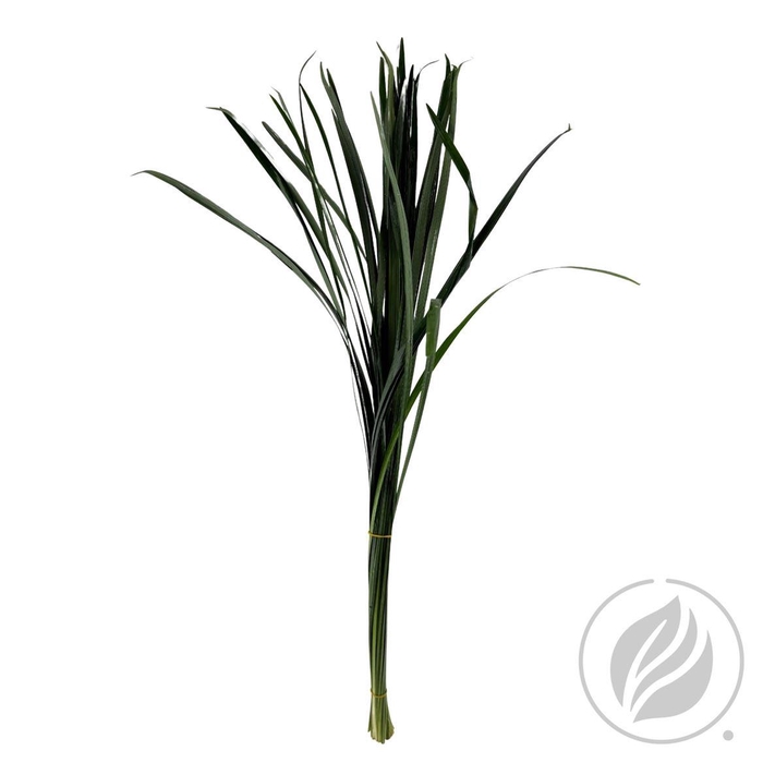 Lillygrass 80cm