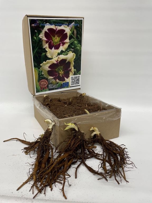 <h4>Hemerocallis Cellebration Of Angels</h4>