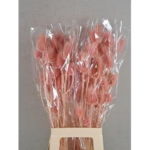 Df Dipsacus Light Pink Bs 130g