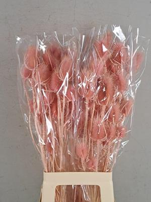 Df Dipsacus Light Pink Bs 130g