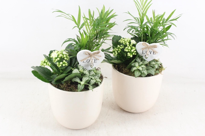 <h4>arr2 JS - Ker. taupe pot x6 - wit</h4>