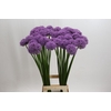 Allium Gladiator