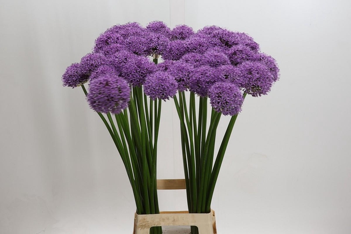 <h4>Allium Gladiator</h4>