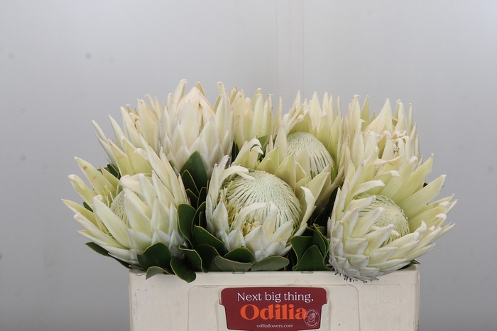 <h4>Protea Cynaroides</h4>