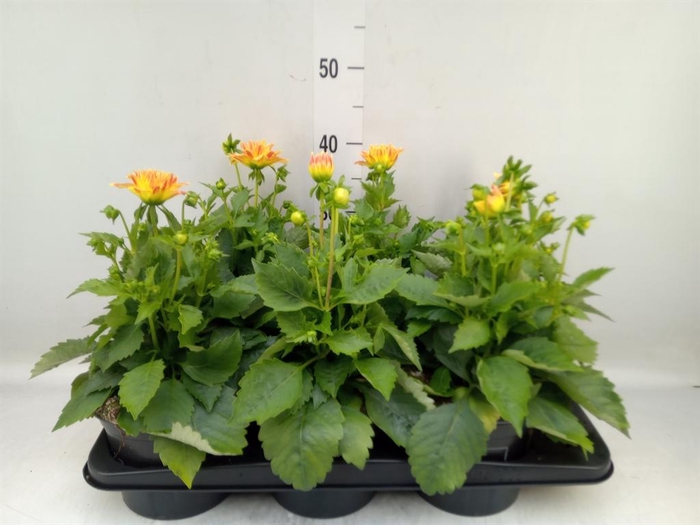 <h4>Dahlia  'Hypnotica Candy Corn'</h4>