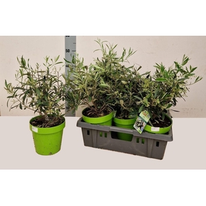 OLEA EUROPAEA