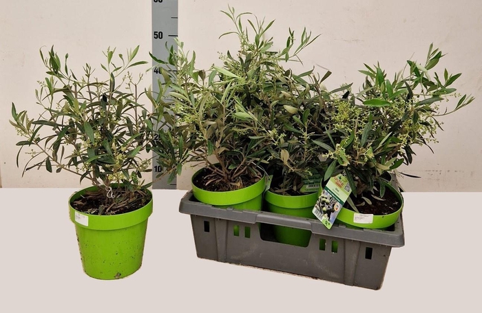 <h4>OLEA EUROPAEA</h4>