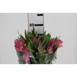 ALSTROEMERIA PAMELA 080 CM