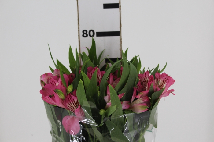 <h4>ALSTROEMERIA PAMELA 080 CM</h4>