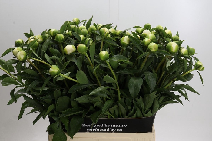 <h4>Paeonia Duchesse De Nemours</h4>