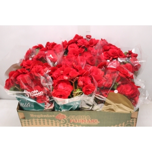 BEGONIA BALADIN P15