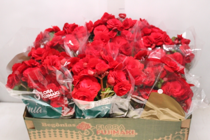 <h4>BEGONIA BALADIN P15</h4>