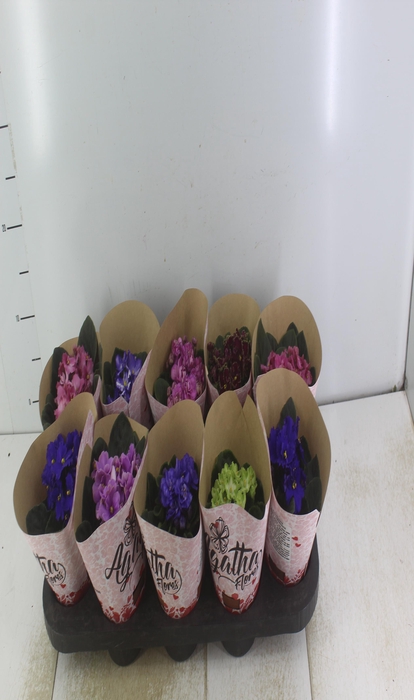 <h4>VIOLETA P11</h4>