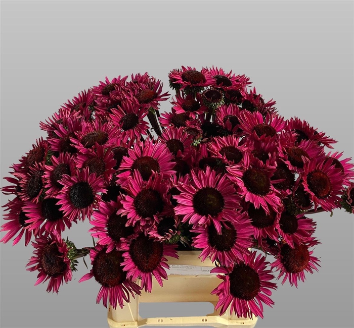 <h4>Echinacea Fatal Attraction</h4>