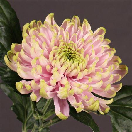 <h4>Chr G Ross Charlotte</h4>