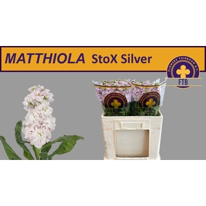 MATTH STOX SILVER
