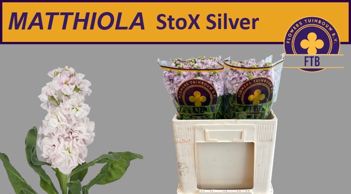 <h4>MATTH STOX SILVER</h4>