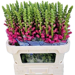 Antirrhinum Avignon Rose