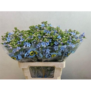 OXY CO TAN PURE BLU