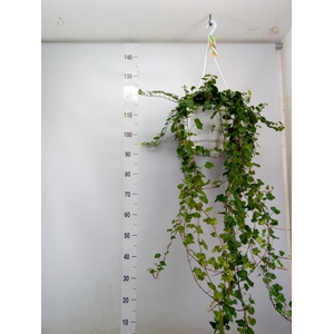 Hedera helix 'Wonder'