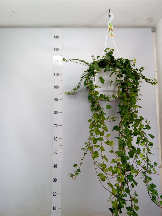 <h4>Hedera helix 'Wonder'</h4>