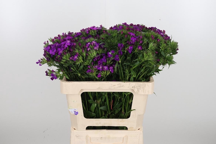 <h4>Di Barbatus Aldo Purple Bicolor</h4>