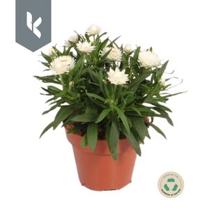 Xerochrysum Bracteatum Crispy White