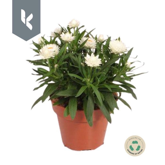 <h4>Xerochrysum Bracteatum Crispy White</h4>