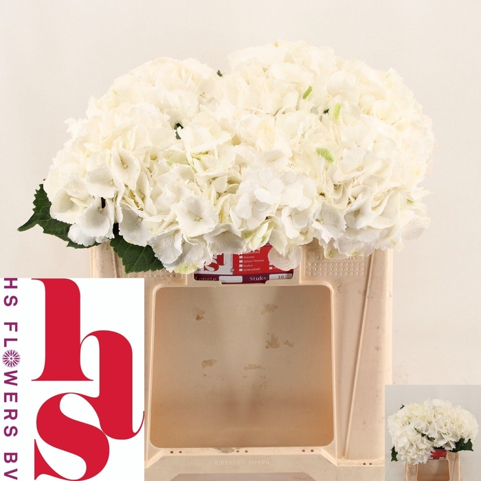 <h4>HYDR M SCHNEEBALL</h4>