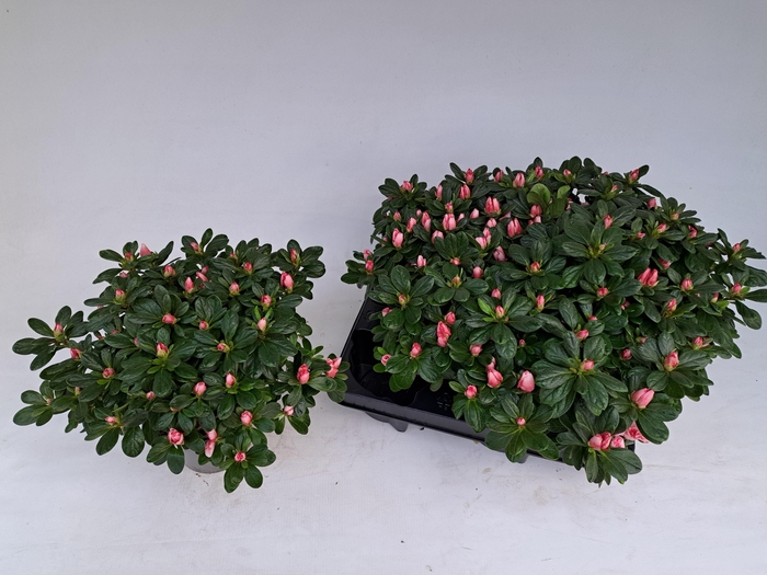 <h4>RHODO SI OV</h4>