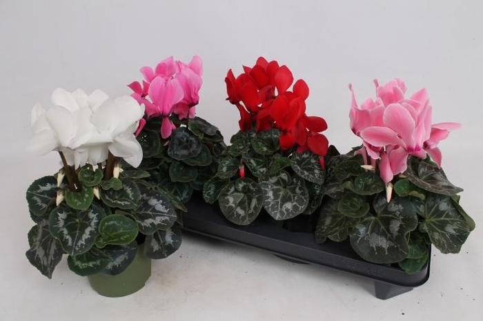 <h4>CYCL GR SUP VINTRO</h4>