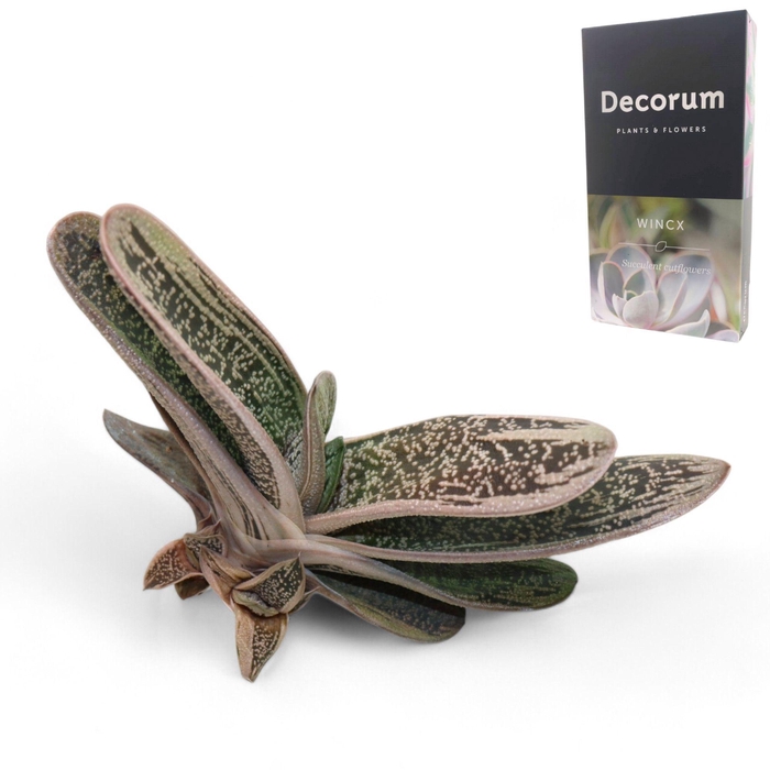 <h4>Haworthia Little Warthi Cutflower</h4>
