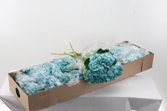 <h4>Hydr Tiffany Tinted Sel Box</h4>