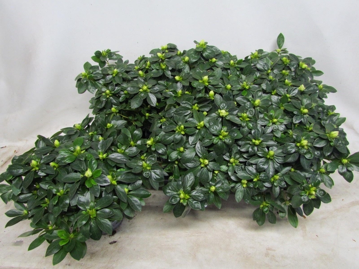 <h4>RHODO SI AIKO WHITE</h4>