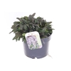 Ajuga